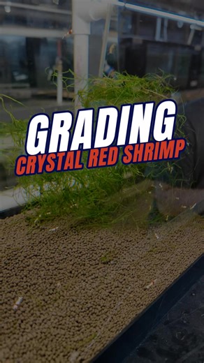 Crystal Red Shrimp (CRS) use a simple color grading system that goes from best to worst: SSS, SS, S, A, B, C. At first it might look confusing, but here’s all you need to know ⬇️ C-grade shrimp are almost completely red 🔴 SSS-grade shrimp are almost completely white ⚪ You can also judge them by how solid their color is. The top grades (SSS, SS) have strong, even coloring with no see-through spots, while lower grades show more transparent patches. Crystal Red Shrimp https://bit.ly/48ekrju Other