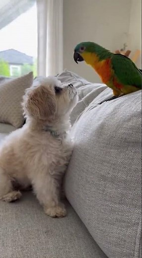 Parrot Starts Barking Like a Dog 😂🐶🦜 #funny