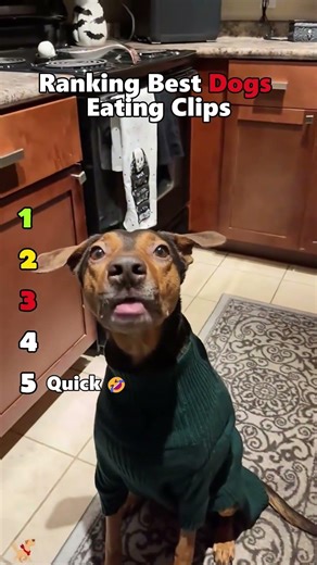Ranking Funniest Dog Eating Clips 🐕 #dogvideos #funny #pets