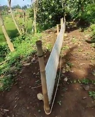 New "The Cage Is All I Know" derivative but for a dogWe ran the Bear, now its time to run for a dog2.5 million views in a day