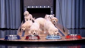 2.8M views · 4.2K reactions | Jimmy welcomes back his panel of puppies to predict the results of the upcoming NCAA Championship between Final Four contenders Villanova Wildcats (Villanova Basketball) , Oklahoma Sooners, North Carolina Tar Heels and Syracuse Orange. | The Tonight Show Starring Jimmy Fallon | Facebook