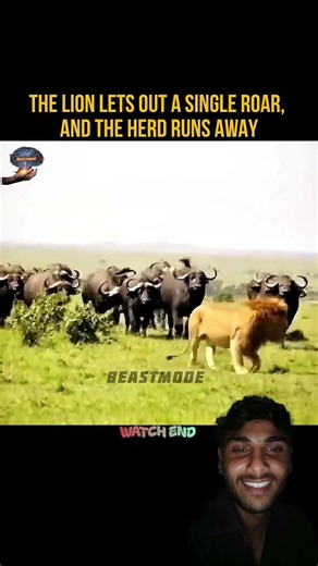 #Tiger fear buffalow #Lion king#wildlife #animals #viralvideo