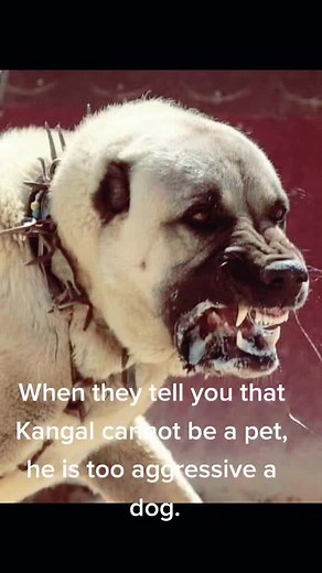Kangal: The Misunderstood Family Pet
