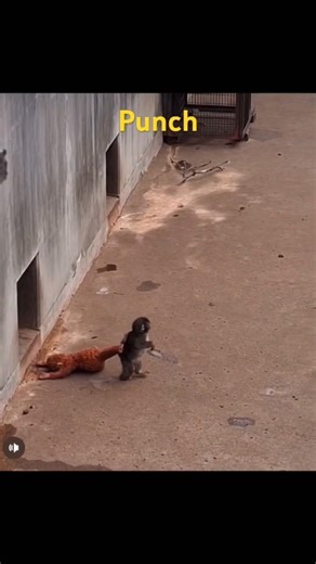 Punch baby monkey 🙈 Japan#monkey​ #punch​ #japan​#sad​ #viral​ #trending​ #shorts​