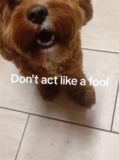 Rio the Jealous Dog: A Funny Apology