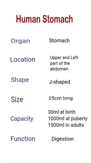 Human Stomach – Location, Size, Capacity & Function