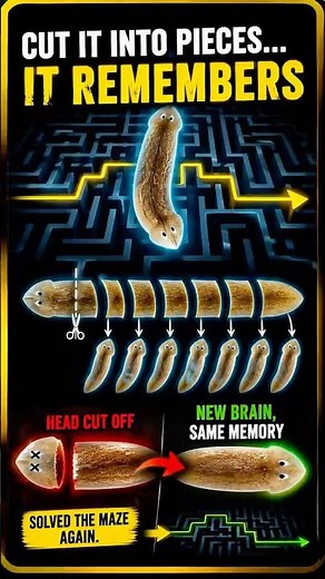 This Worm Can't Be Killed — Cut It in Half and It Doubles!
