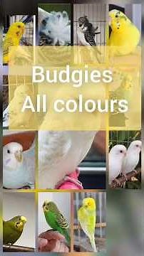 All Budgies Types & Colours Explained