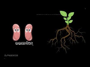 Nitrogen fixation [ODIA] | Microorganism:friend & foe | Class-8 | Biology | Khan Academy