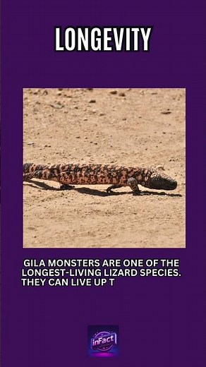 Unveiling the Secrets of the Gila Monster - 5 Interesting Facts