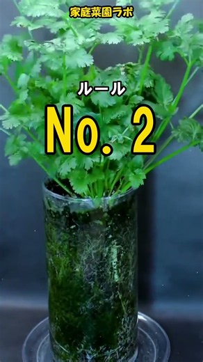その植え替え、枯らしてますよ。パクチーは“動かすな”🌿