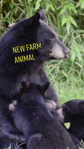 We have a new animal on the farm and it means we’re getting into dairy! #farm #farming #dairy