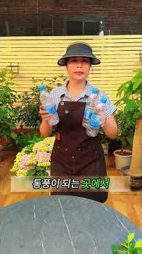 수국 꽃 진 후 이것만! 🌸 팔로우 필수!