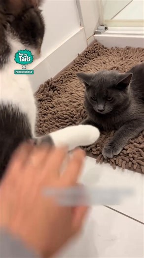 Awkward bro heys 😂 | Furry Tails