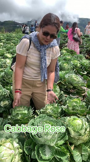 Northern Blossom Cabbage Rose at Atok Benguet