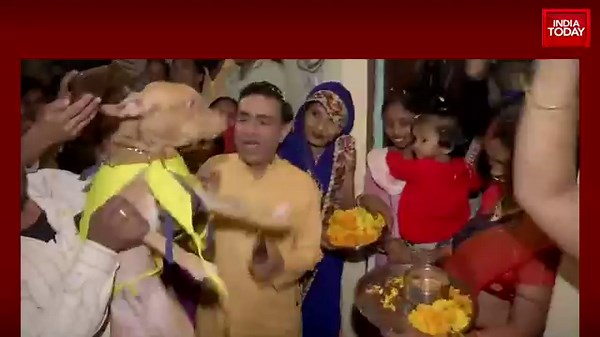 Sweety weds Sheru: Haryana couple conducts Hindu wedding rituals for two pet dogs