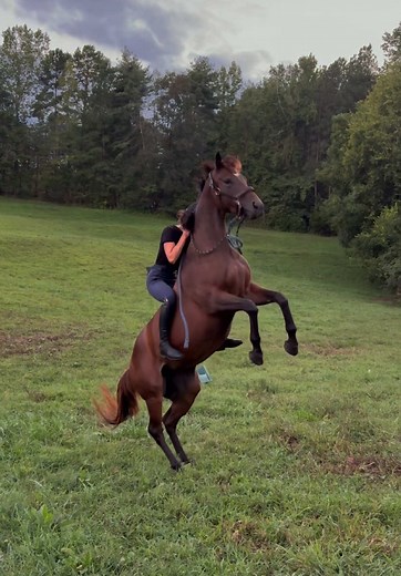 Tips for a Smooth Bareback Horse Ride