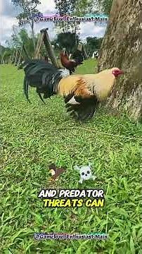 Raising Chickens Naturally: My Daily Routine with Happy Backyard Chickens