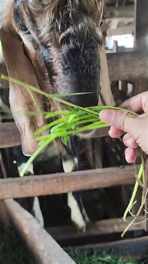 This goat LOVES that loud crunchy sound—spinach stems are its favorite!