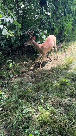 Found this whitetail stuck in a fence and cut him free. Wild moment. Ever rescued an animal in the woods? . . #conservation #hunting #wildlife #whitetaildeer #nationaldeerassociation #whitetailhunting #biggamehunting | Ryan DeLeeuw