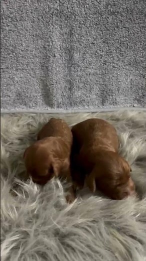 Dosis de ternura con nuestros cachorros Cockapoo 😍 | Nuestros Peludos
