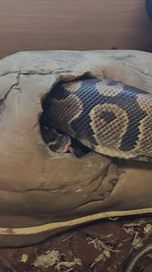 Teacher's pet! 🐍 How Reggie the snake is helping children learn ssssscience and how to de-stressssss 🐍 | BBC Manchester