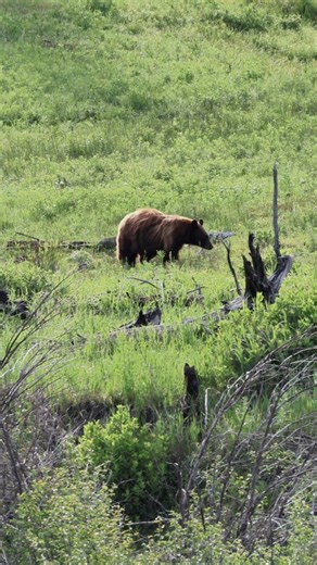 Morning · Two Cubs & Mother Bear · Yellowstone