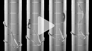 Guam's invasive tree snakes loop themselves into lassos to reach their feathered prey