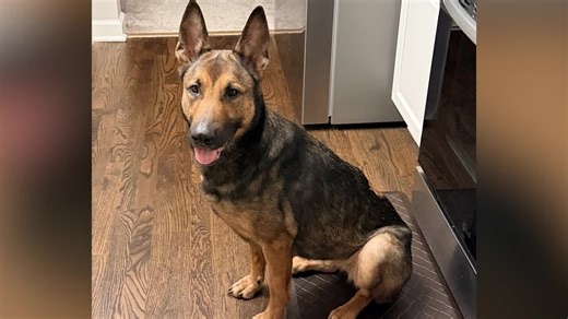 Dog found shot, abandoned in Geauga County making recovery with new family
