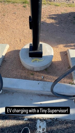 Came to charge the Rivian…met the station manager instead. 🦎⚡