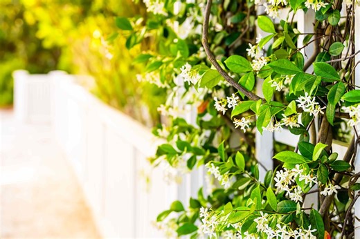This Fast-Growing Evergreen Will Make Your Porch Smell Incredible All Season—Even At Night