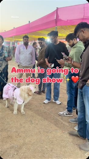 Ammu on Instagram: "Ammu is going to The Dog Show😍✨ #ammu #goldenretriever #doglover #viral #dog #cute #pet #dogshowbhilai #bhilaidogshow #bhilai"