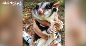 PROMISING SIGNS FOR SQUIRREL GLIDER CONSERVATION AT DUDLEY - NBN News