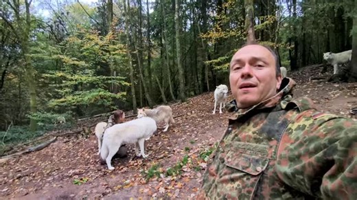 Gestern hatten wir einige Sturmböen und viel Regen aber glücklicherweise ist gestern nichts passiert. Den Wölfen geht es soweit gut. Sie waren gestern recht entspannt . Die Welpen haben sogar hier und da miteinander gespielt. Tatjana war auch nachts regelmäßig aktiv um nach dem Rechten zu schauen #wolf_tatjana_michael #visïtgermany #schoenbergerphotography #thewolfsavers #visitsaarland #wildlifeplanet #savethewoves #brotherwolf #canislupus #wolves Video & Text: Michael | Wolfspark Werner Freund 