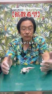 【拡散希望】迷子のヒョウモントカゲモドキが保護されました。危険な爬虫類が逃げた訳ではありませんので、安心して警察に引き取りに来て下さい。