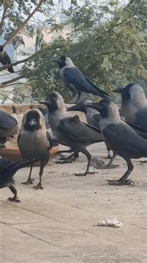 Baby Crow Food Begging Sound – So Loud & Cute! 🐣 #shorts