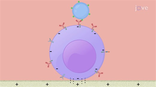 Video: Organelle Dynamics in B Lymphocytes following Activation with Antigen-Coated Beads - Experiment