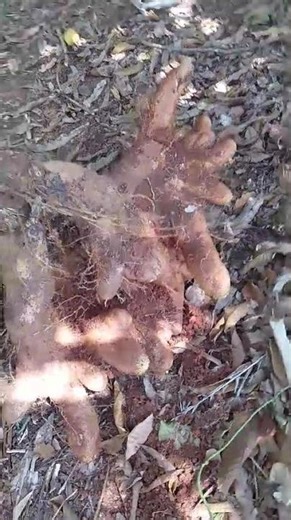 En el patio de la loma con figura de aves