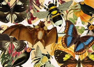 2 Million Beautiful Images of Biodiversity Are Now Available for Free