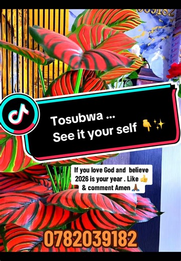 Affordable Stunning Flooring Ideas for Your Home