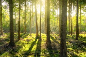 Mindfulness Based Stress Reduction (MBSR) 8 Week Programme - CFMI