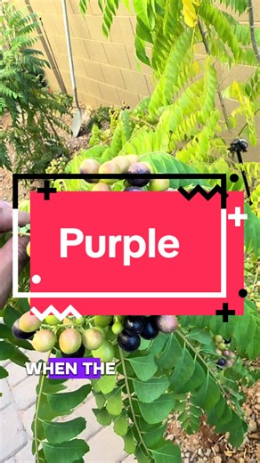 Curry tree seeds: when and how to harvest ripe berries