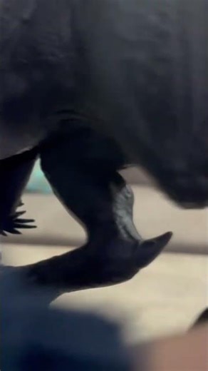 #asmr dinosaur 🦖 #toys #satisfying ultimate damage scorpius rex