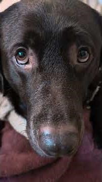 Happy Belated NY from Krypto. 💙🐕🐾 ET Phone Home #Kryptonian #krypto #labrador #chocolate #chocolab