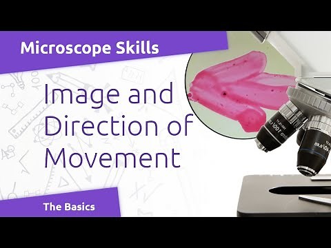 Microscope Basics: Image and Movement in a Compound Light Microscope