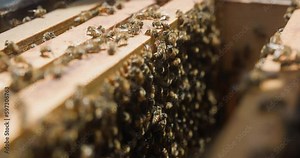 Close-up on bees in a hive comb