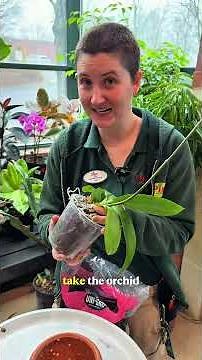 Your orchid is NOT dead - we promise!