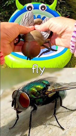 Learn Bug Insect Names for Kids at the Monster Pool: Fly Spider Crane Fly Millipede Rhino Beetle