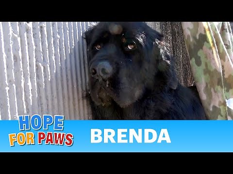 Dog left behind by a homeless person by the freeway - she didn't move! 😢 #rescue