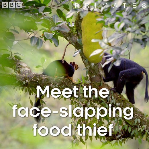 28M views · 212K reactions | Meet the face-slapping food thief!  #Primates | BBC Earth | Facebook